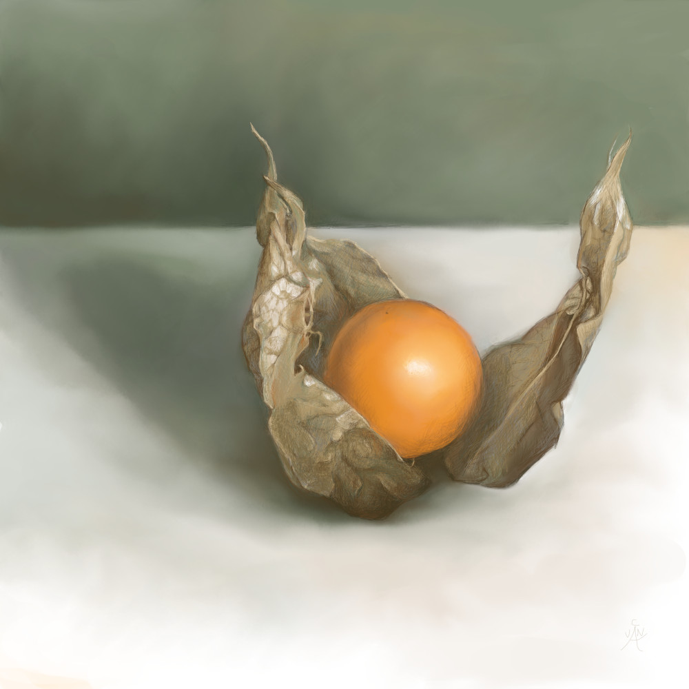 Drawing of physalis